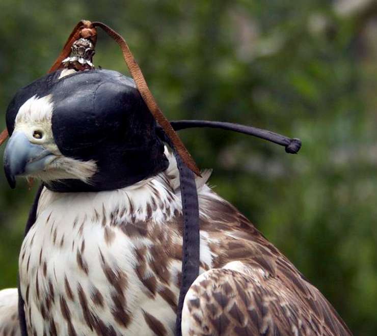 Falconry Center