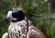 Falconry Center