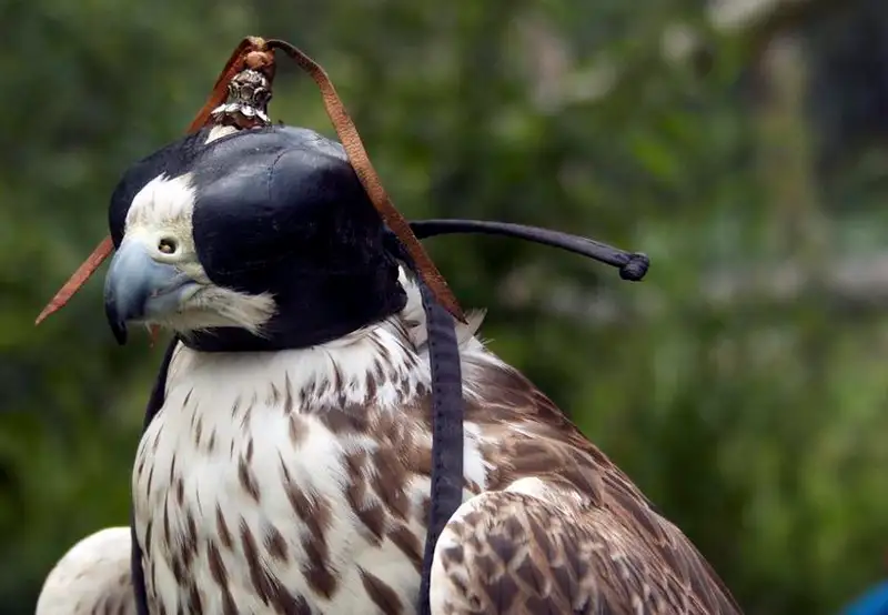 Falconry Center