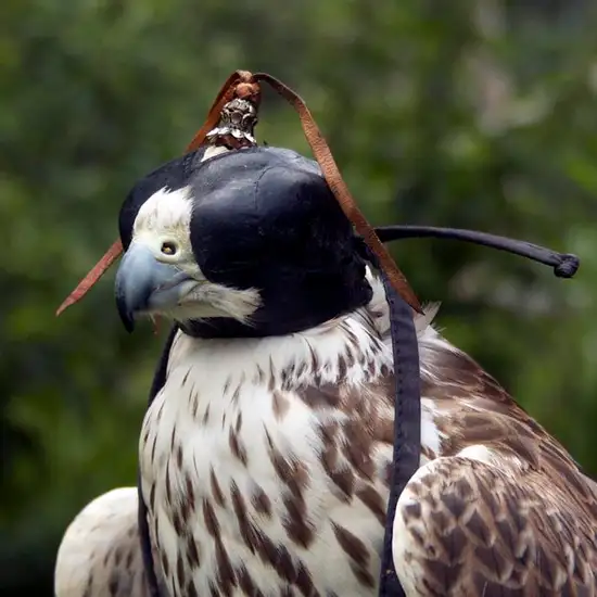 Image related to Falconry Center