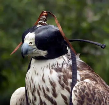 Image related to Falconry Center