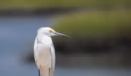 Image related to Bird Spotting