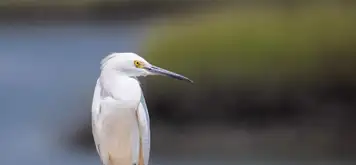 Image related to Bird Spotting