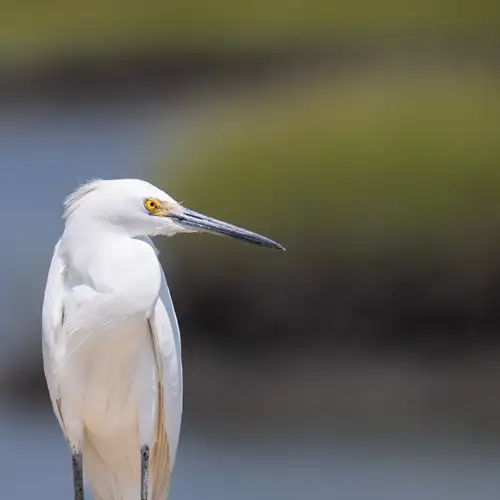 Image related to Bird Spotting