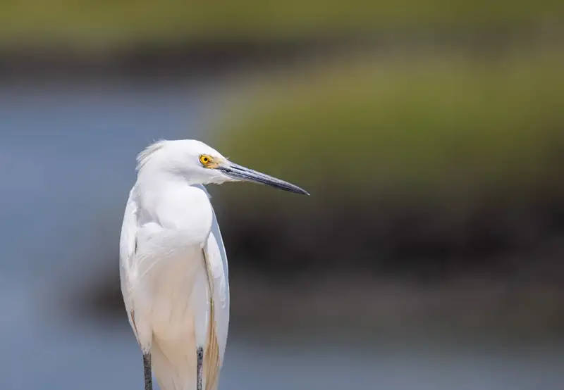 Bird Spotting