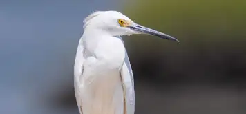 Image related to Bird Spotting