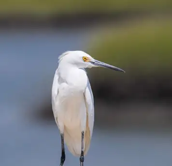 Image related to Bird Spotting