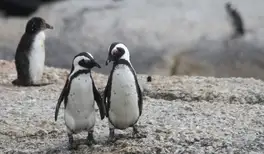 Image related to Sightseeing