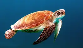 Image related to Turtle Sanctuary