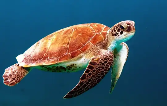 Image related to Image related to Turtle Sanctuary