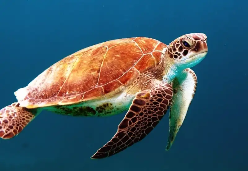 Image related to Turtle Sanctuary