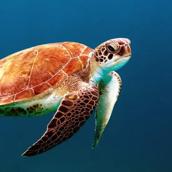 Image related to Turtle Sanctuary