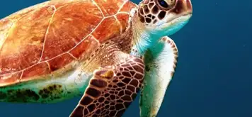 Image related to Turtle Sanctuary