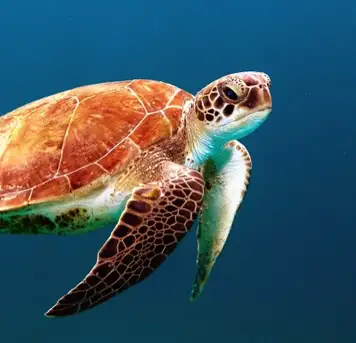 Image related to Image related to Turtle Sanctuary