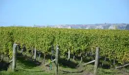 Image related to Napier