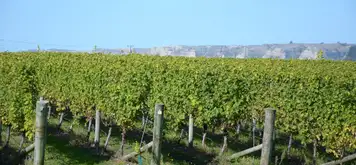 Image related to vineyard in Napier
