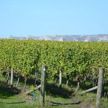 Image related to Napier