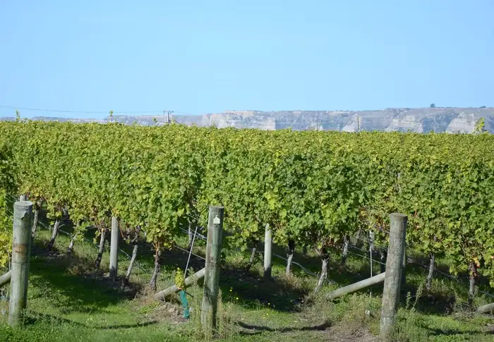 Photo of Day 14: Napier