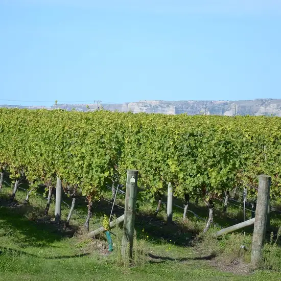 Image related to Napier