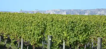 Image related to vineyard in Napier