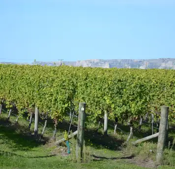 Image related to Napier