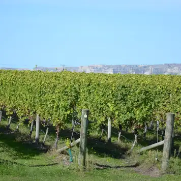 Image related to Napier