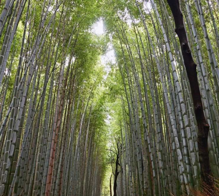 Kyoto - Arashiyama & Sagano Bamboo Grove