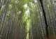 Kyoto - Arashiyama & Sagano Bamboo Grove