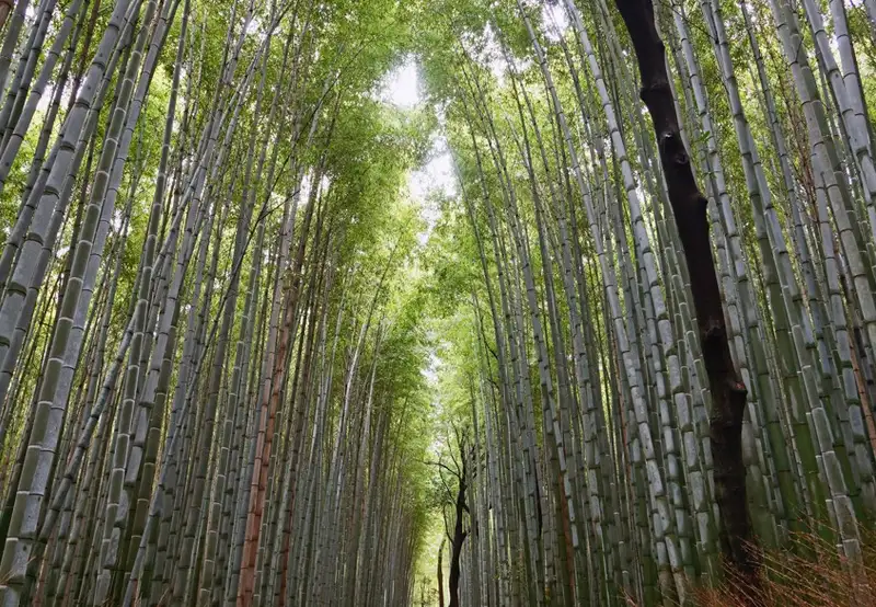 Kyoto - Arashiyama & Sagano Bamboo Grove