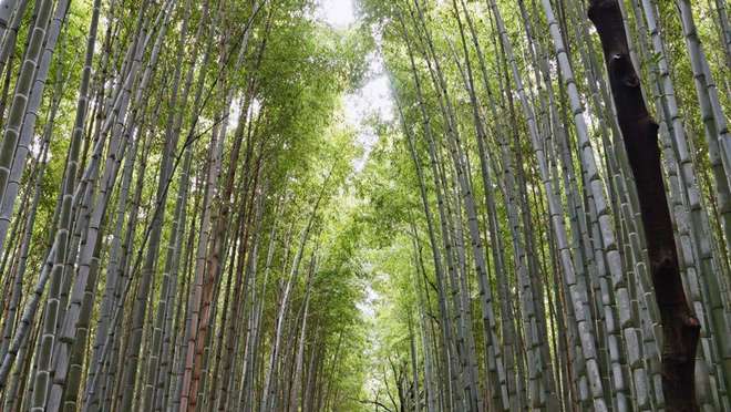 Sagano Bamboo Grove, Arashiyama