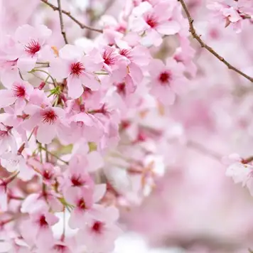 Image related to Cherry Blossoms