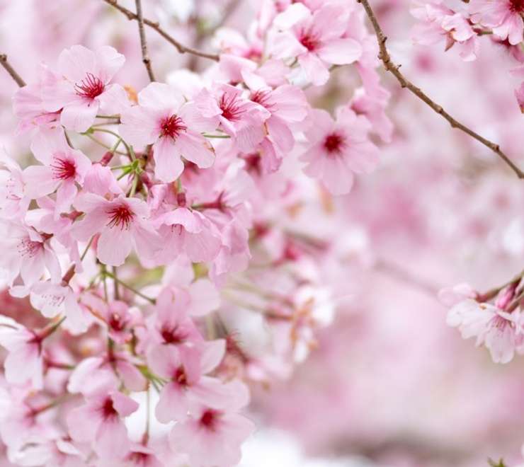 Cherry Blossoms