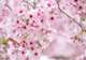 Cherry Blossoms