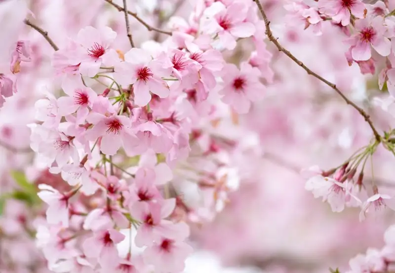 Cherry Blossoms
