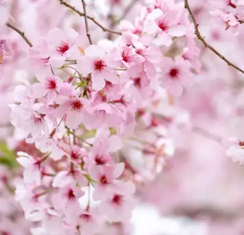 Image related to Cherry Blossoms