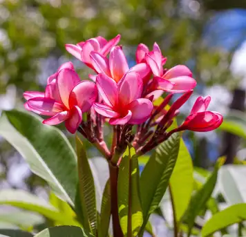 Image related to Pine Garden