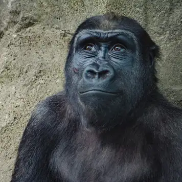 Image related to Image related to Wildlife Rescue Centre