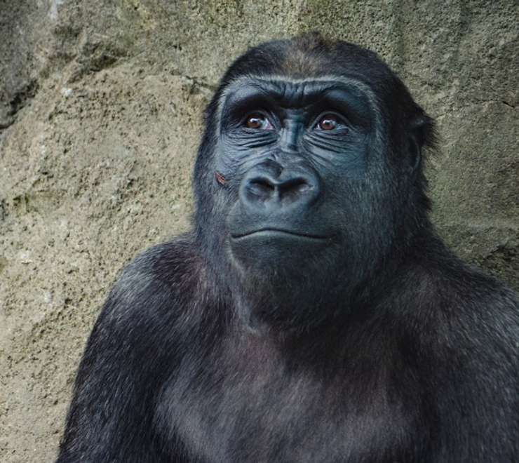 Wildlife Rescue Centre