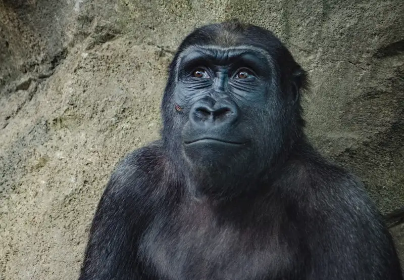 Image related to Wildlife Rescue Centre