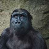 Image related to Wildlife Rescue Centre