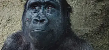 Image related to Wildlife Rescue Centre