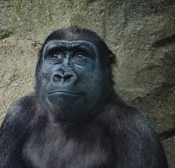 Image related to Image related to Wildlife Rescue Centre