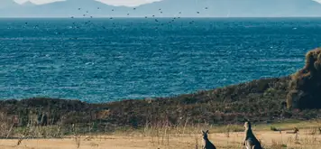 Image related to Kangaroo Island