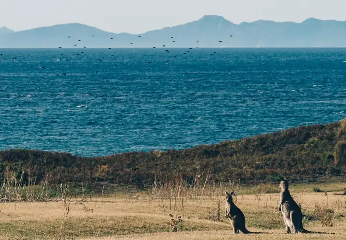 Photo of Day 19: Kangaroo Island