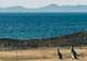Kangaroo Island