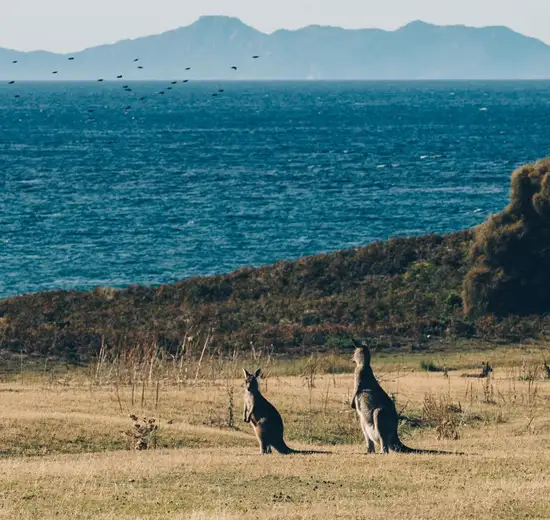 Image related to Kangaroo Island