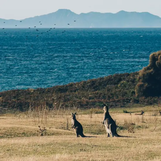 Image related to Kangaroo Island