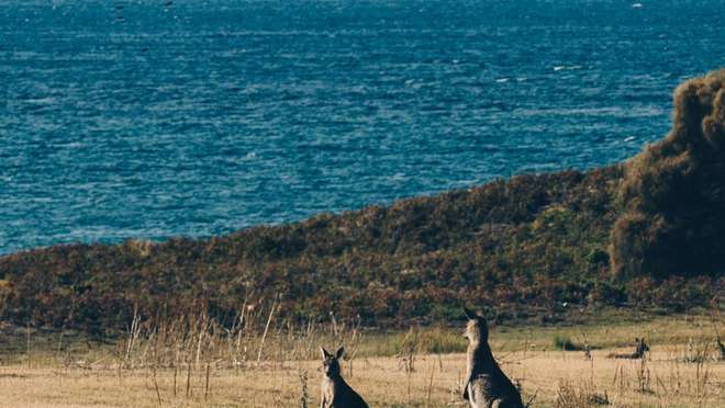 Kangaroo Island (Australia)