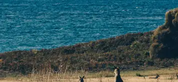 Image related to Kangaroo Island