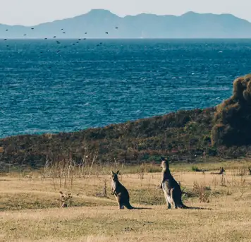 Image related to Kangaroo Island